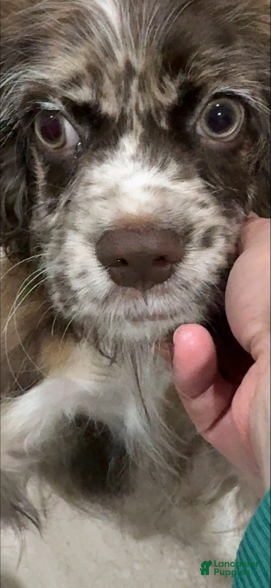 Nova Cocker Spaniel Cocker Spaniel for sale in Doral | Lancaster