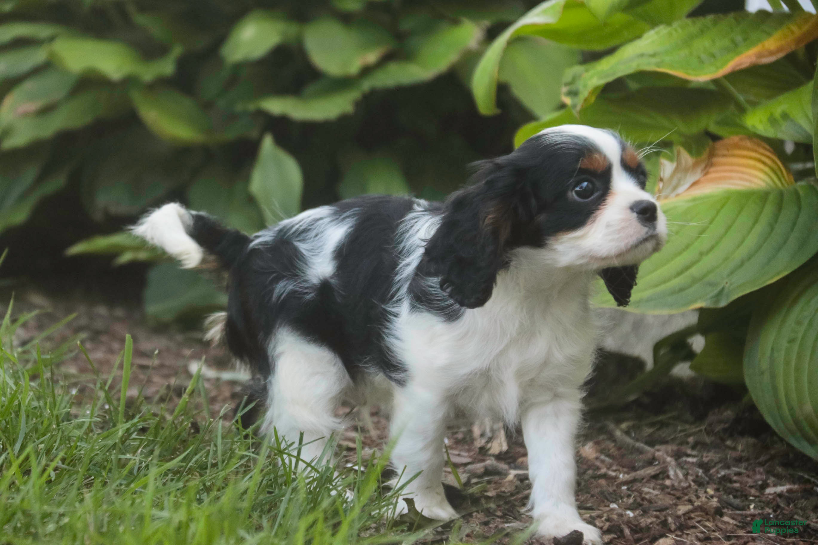 Cavalier King Charles Spaniel dogs Buddy - Ad 2