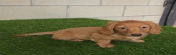 Miniature Dachshund dogs for sale: Sabrina - Ad 6