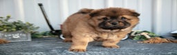 Chow Chow dogs for sale: Cartier - Ad 2