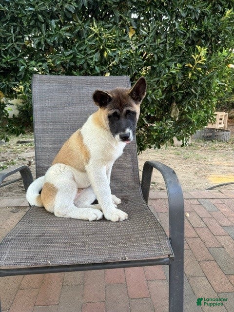 Akita dogs Ash - Ad 22