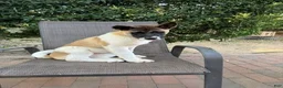 Akita dogs for sale: Ash - Ad 1