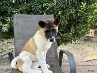 Akita dogs Ash - Ad 21