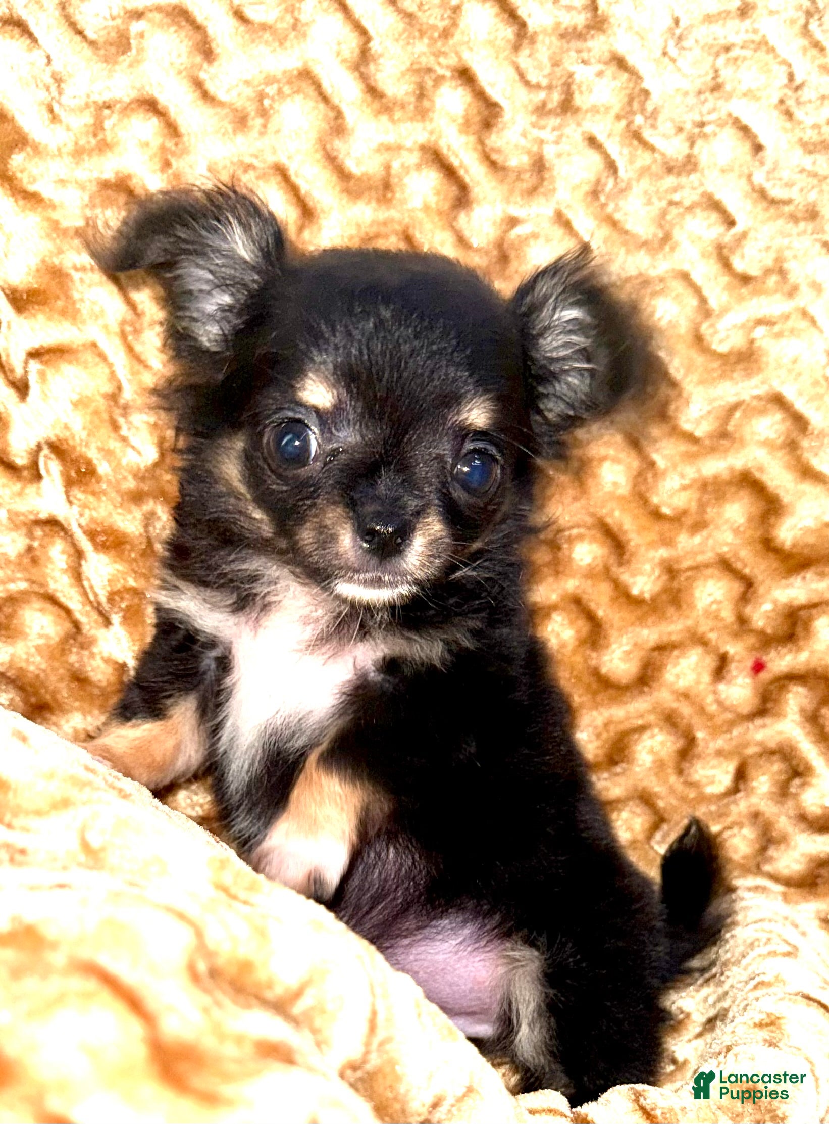 Chihuahua dogs Teacup longhair Apple head - Ad 2
