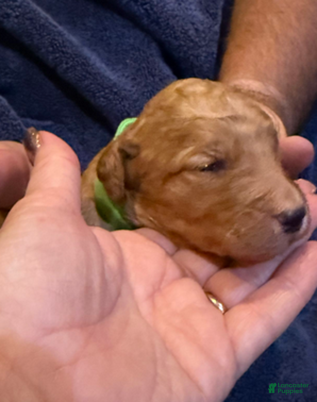 Goldendoodle dogs for sale: W25 Female Lime Collar - Ad 2