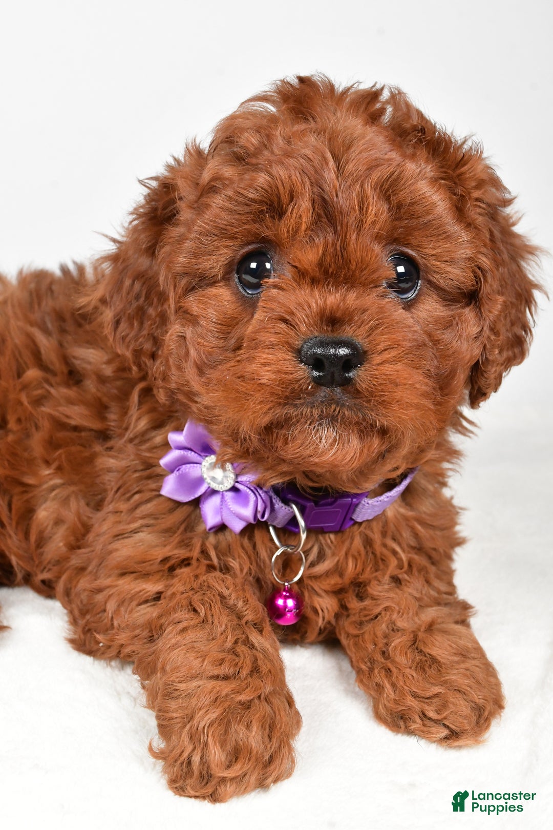 Cavapoo dogs for sale: Jack - Ad 10