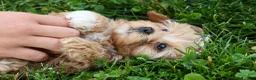 Havapoo dogs for sale: Elise 💛🐾 - Ad 8