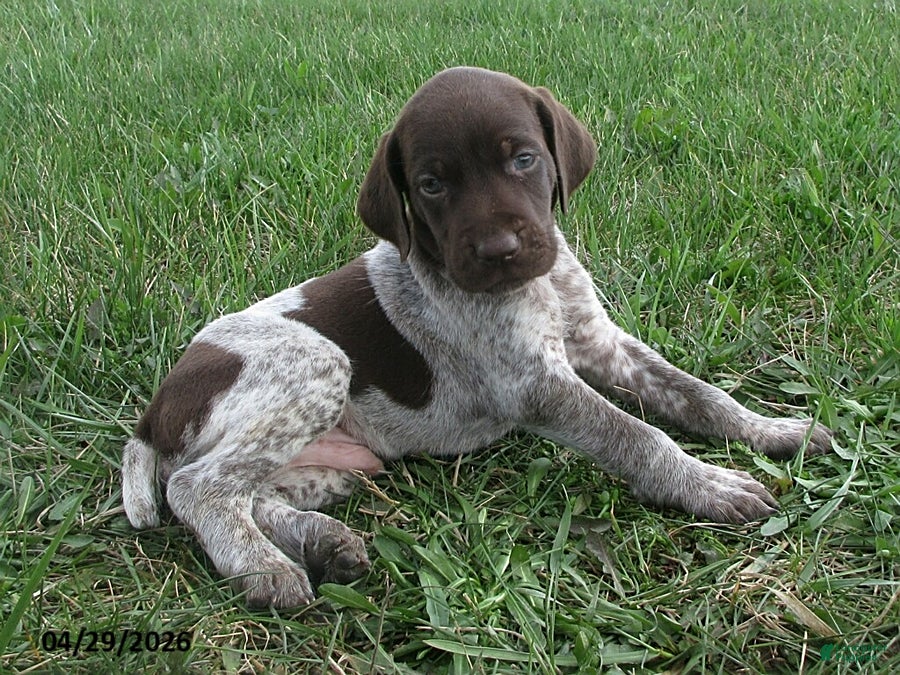 German Shorthaired Pointer dogs Fenton - Ad 1