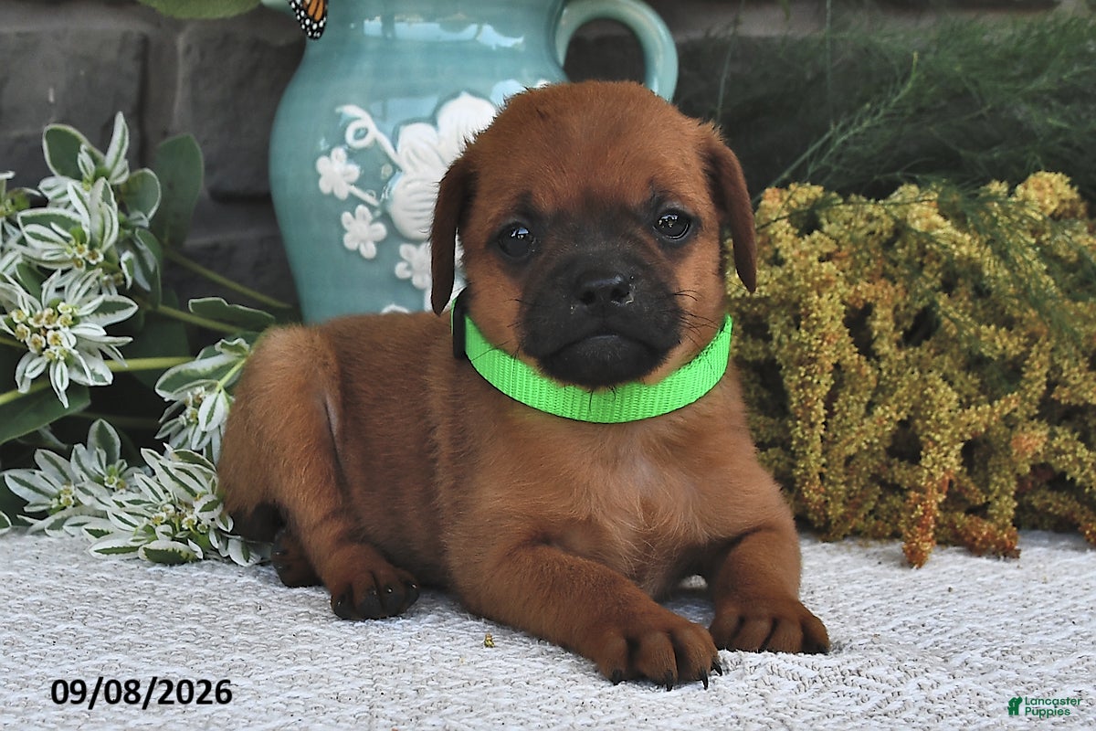 Mixed Breed dogs Toffee  - Ad 2