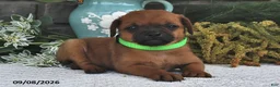 Mixed Breed dogs for sale: Toffee  - Ad 2