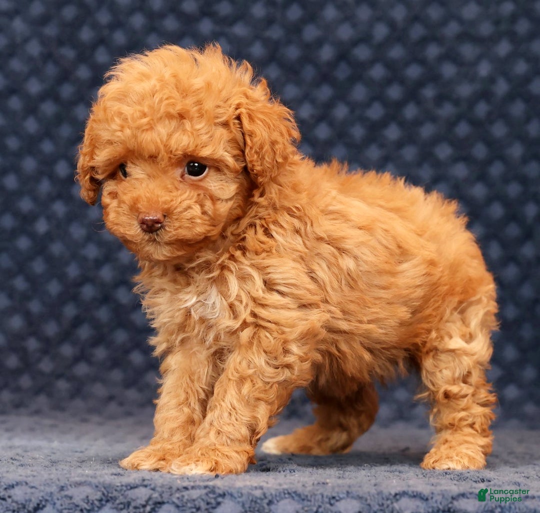 Miniature Poodle dogs for sale: Fern - Ad 5