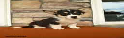 Welsh Corgi Pembroke dogs for sale: Lily - Ad 1
