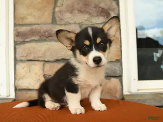 Welsh Corgi Pembroke dogs for sale: Lily - Ad 4