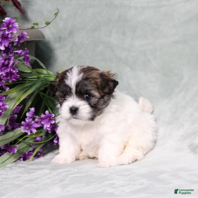 Teddy Bear dogs Walter - Ad 2