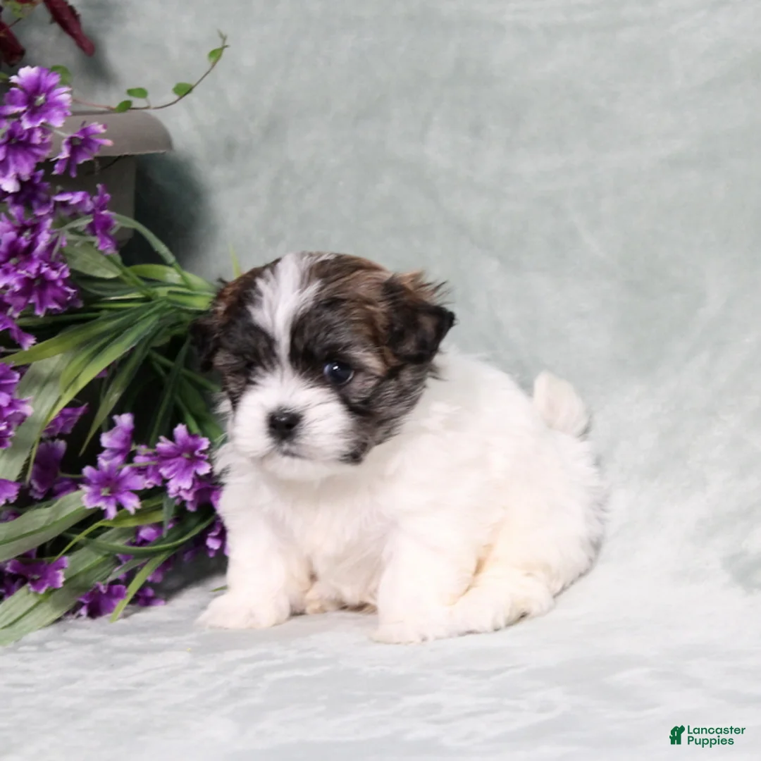 Teddy Bear dogs for sale: Walter - Ad 2