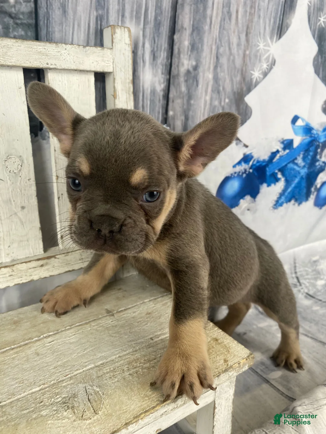 French Bulldog dogs for sale: Zoey - Ad 7