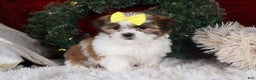 Shih Tzu dogs for sale: Norrie - Ad 9