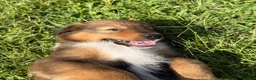Mixed Breed dogs for sale: Miley - Ad 13