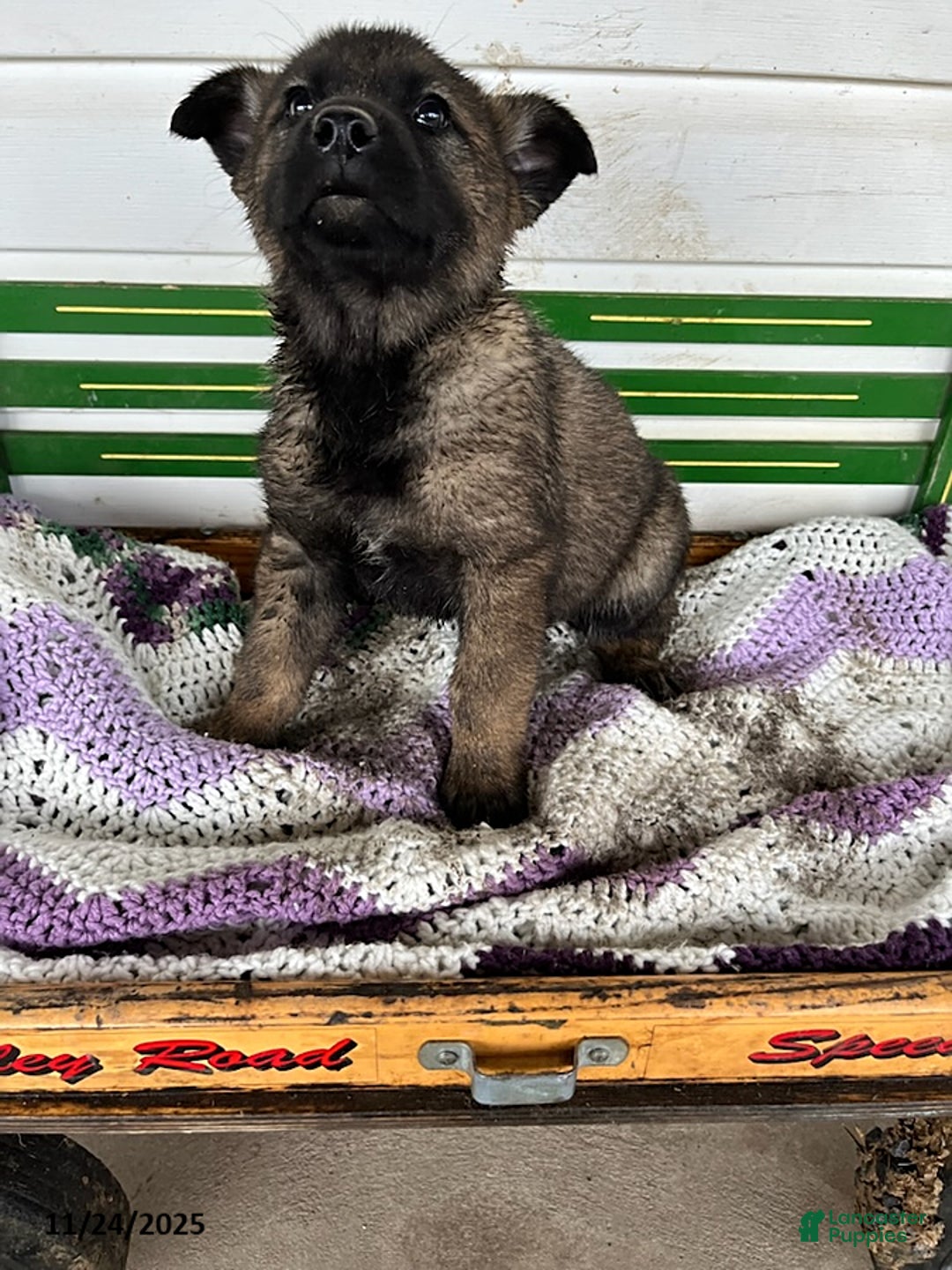 Mixed Breed dogs for sale: Billy - Ad 2