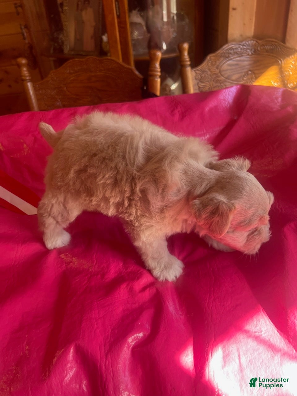 Miniature Schnauzer dogs for sale: Tinker (Light red with white paws & chest) - Ad 1
