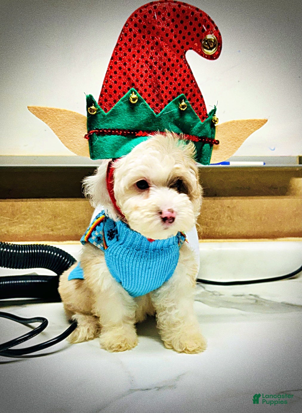 Havapoo dogs Wiggles - Ad 4