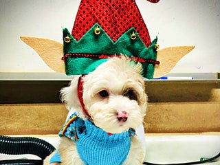 Havapoo dogs Wiggles - Ad 14