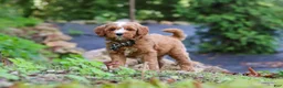 Mini Goldendoodle dogs for sale: Everly - Ad 4