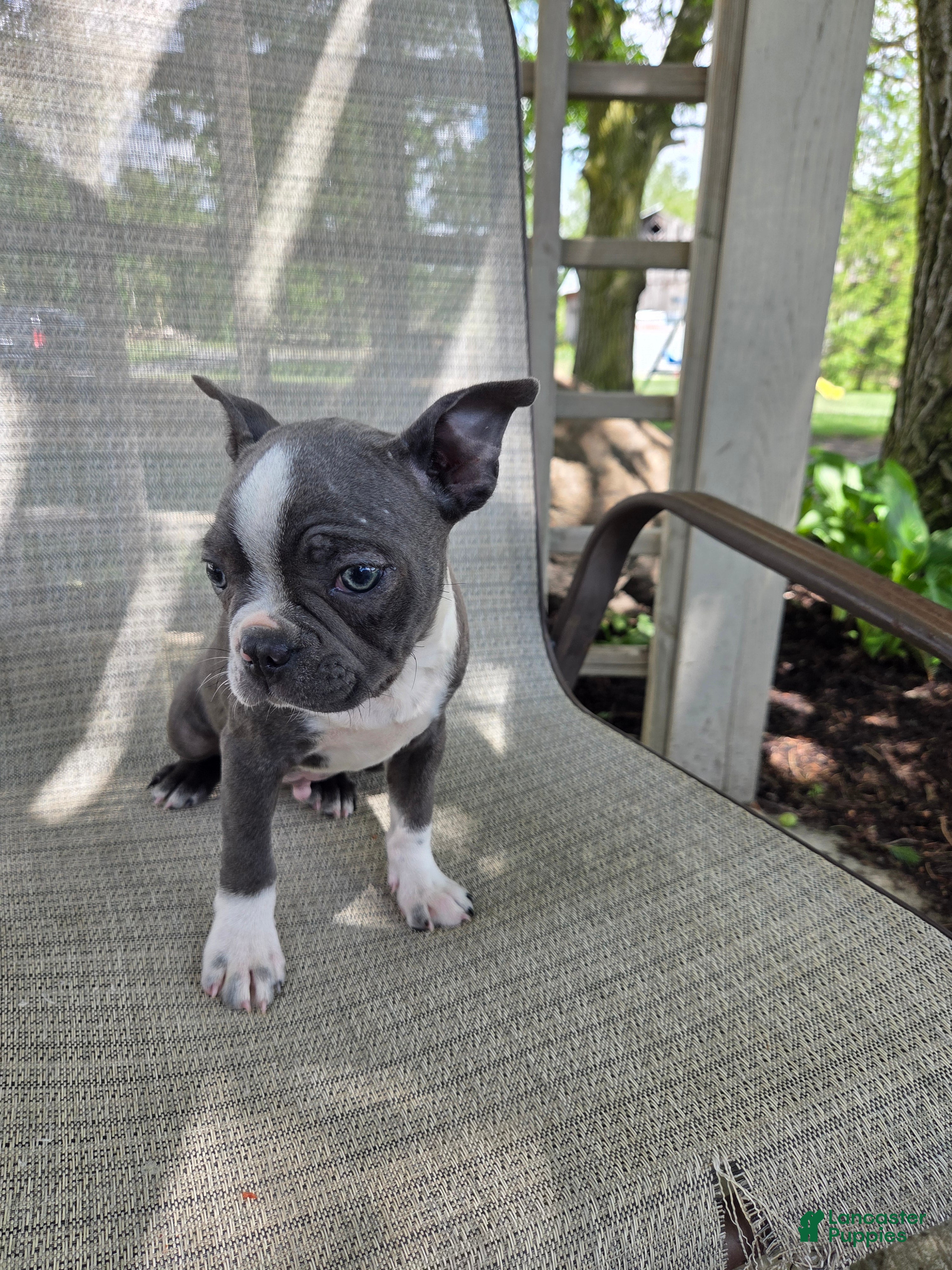 Boston Terrier dogs Cooper - Ad 2