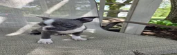 Boston Terrier dogs for sale: Cooper - Ad 2