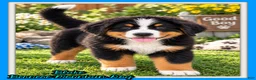 Bernese Mountain Dog dogs for sale: Blake Male ICA Bernese Mountain Dog - Ad 1