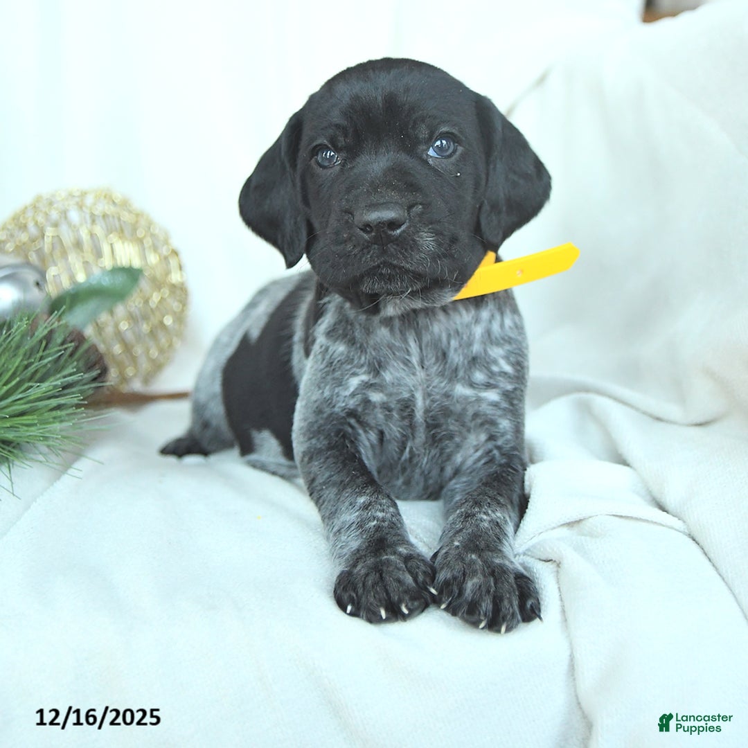 German Shorthaired Pointer dogs for sale: Dustin - Ad 3