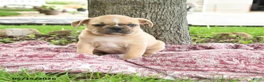 Hector