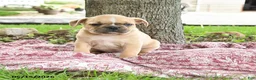 Mixed Breed dogs for sale: Hector - Ad 1