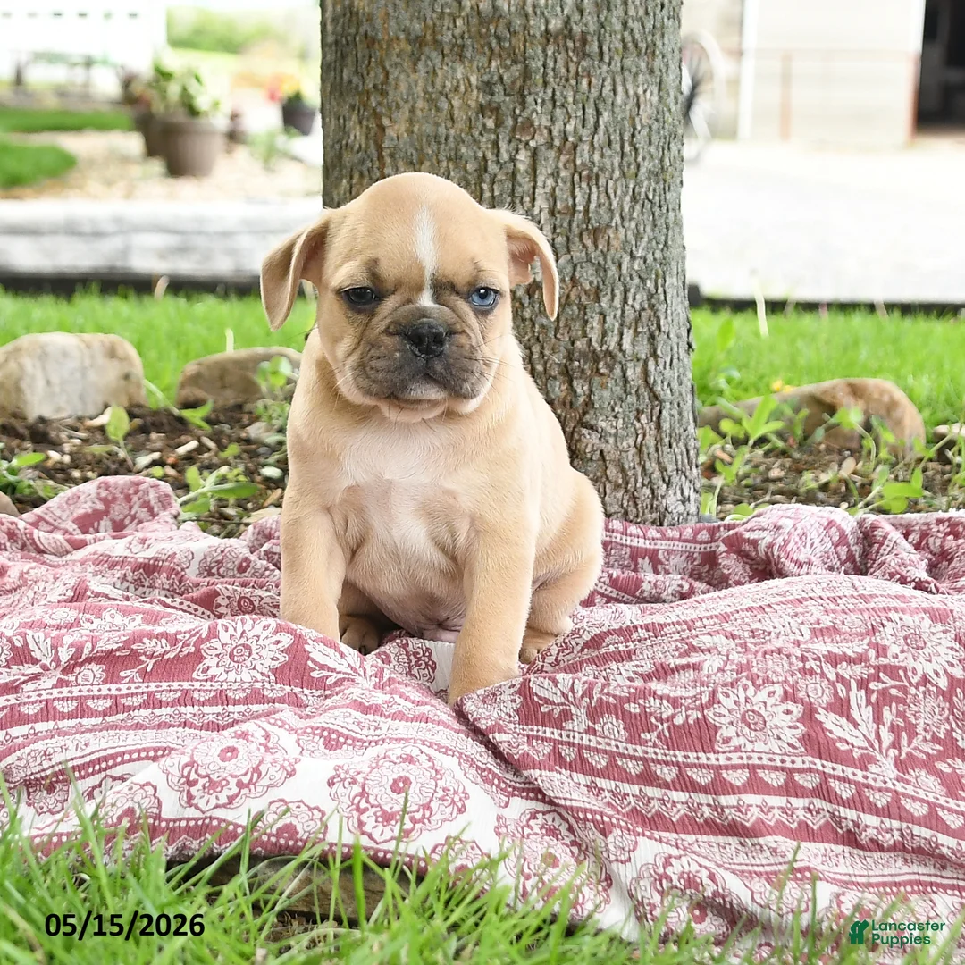Mixed Breed dogs for sale: Hector - Ad 1
