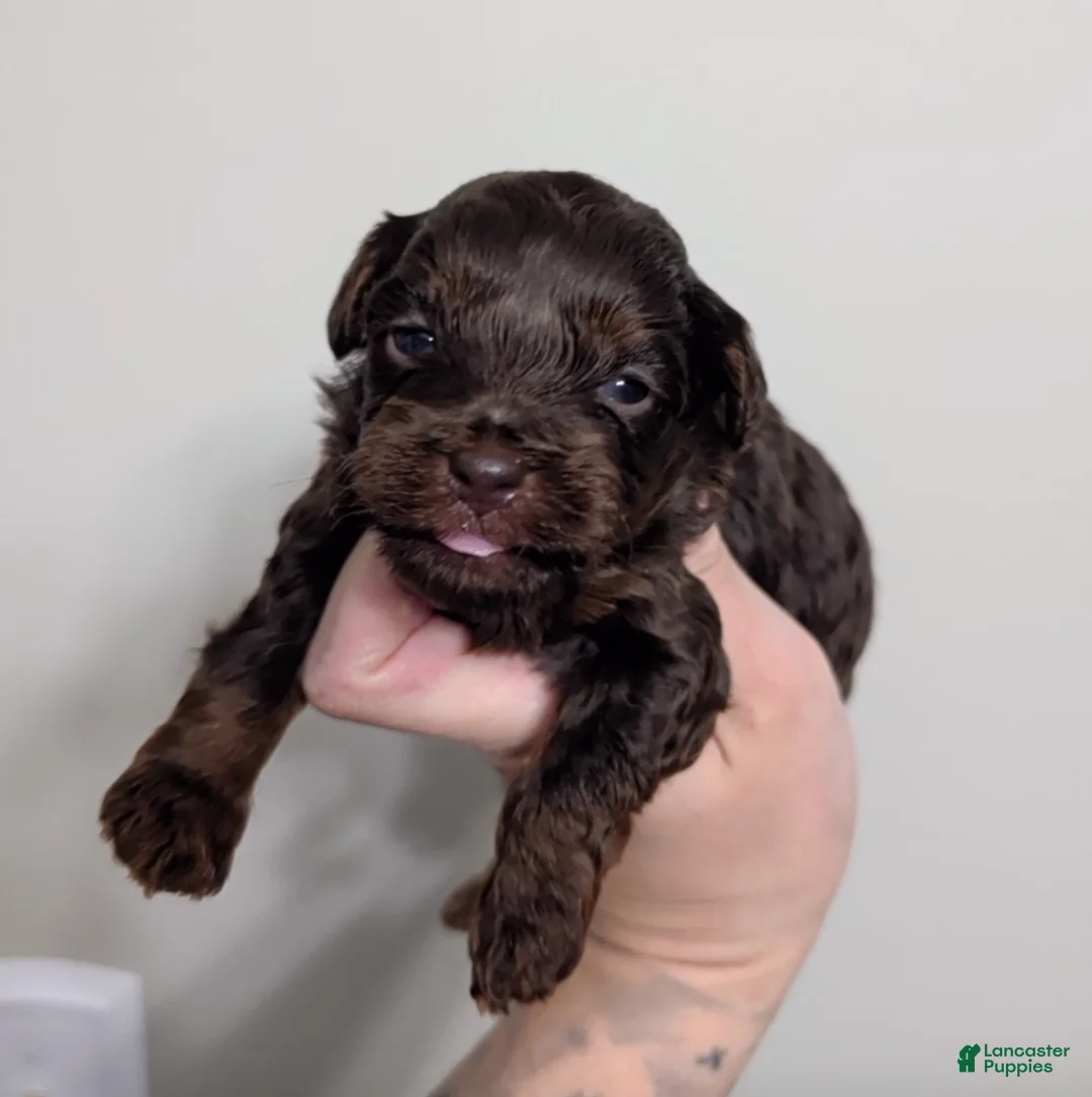 Miniature Poodle dogs for sale: Cecily  - Ad 2