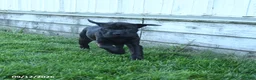 Mini Hippo dogs for sale: Jenny - Ad 2