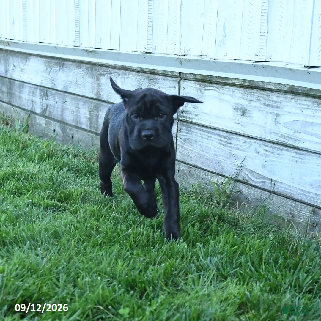 Mini Hippo dogs for sale: Jenny - Ad 2