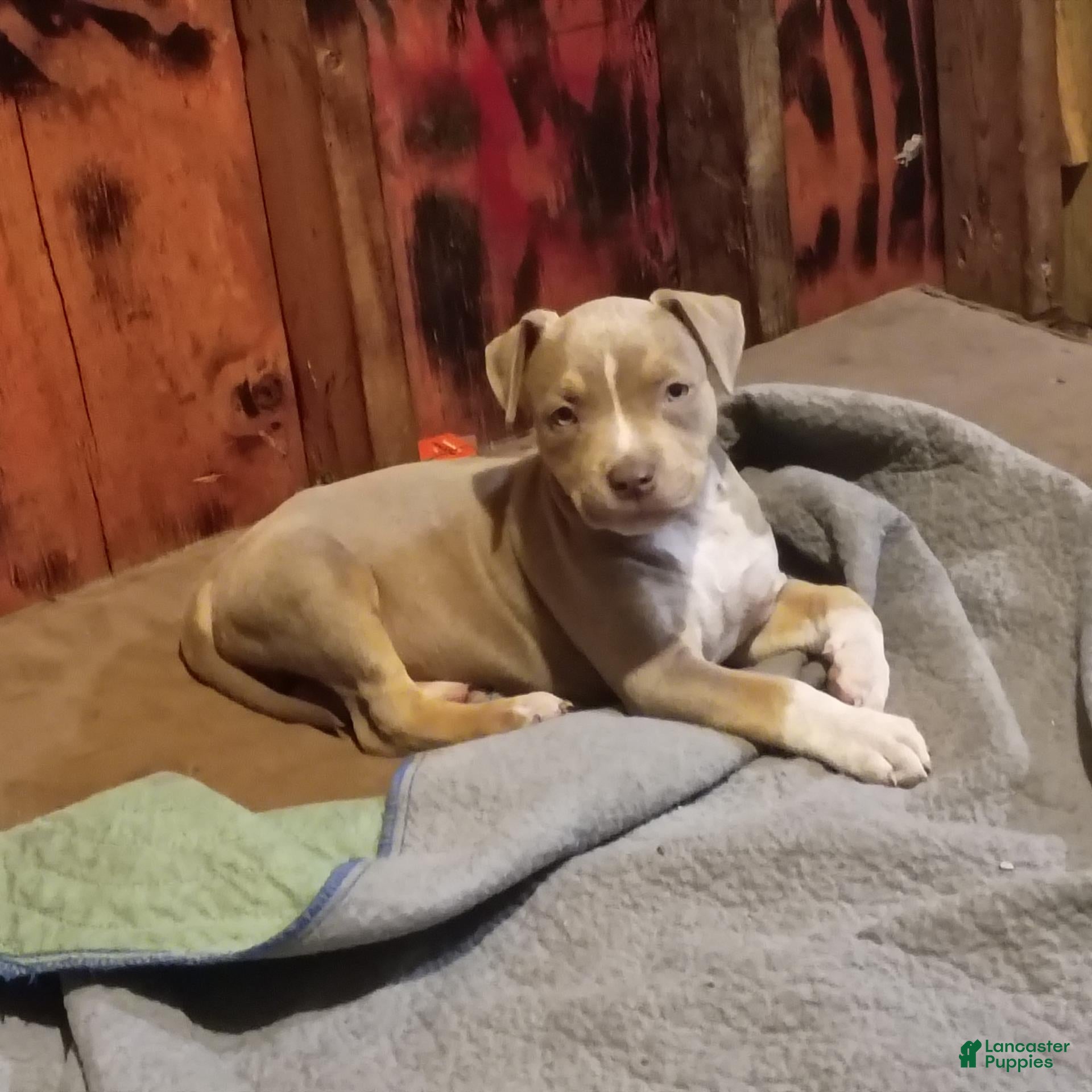 American Bully dogs for sale: American Bully 1 - Ad 1