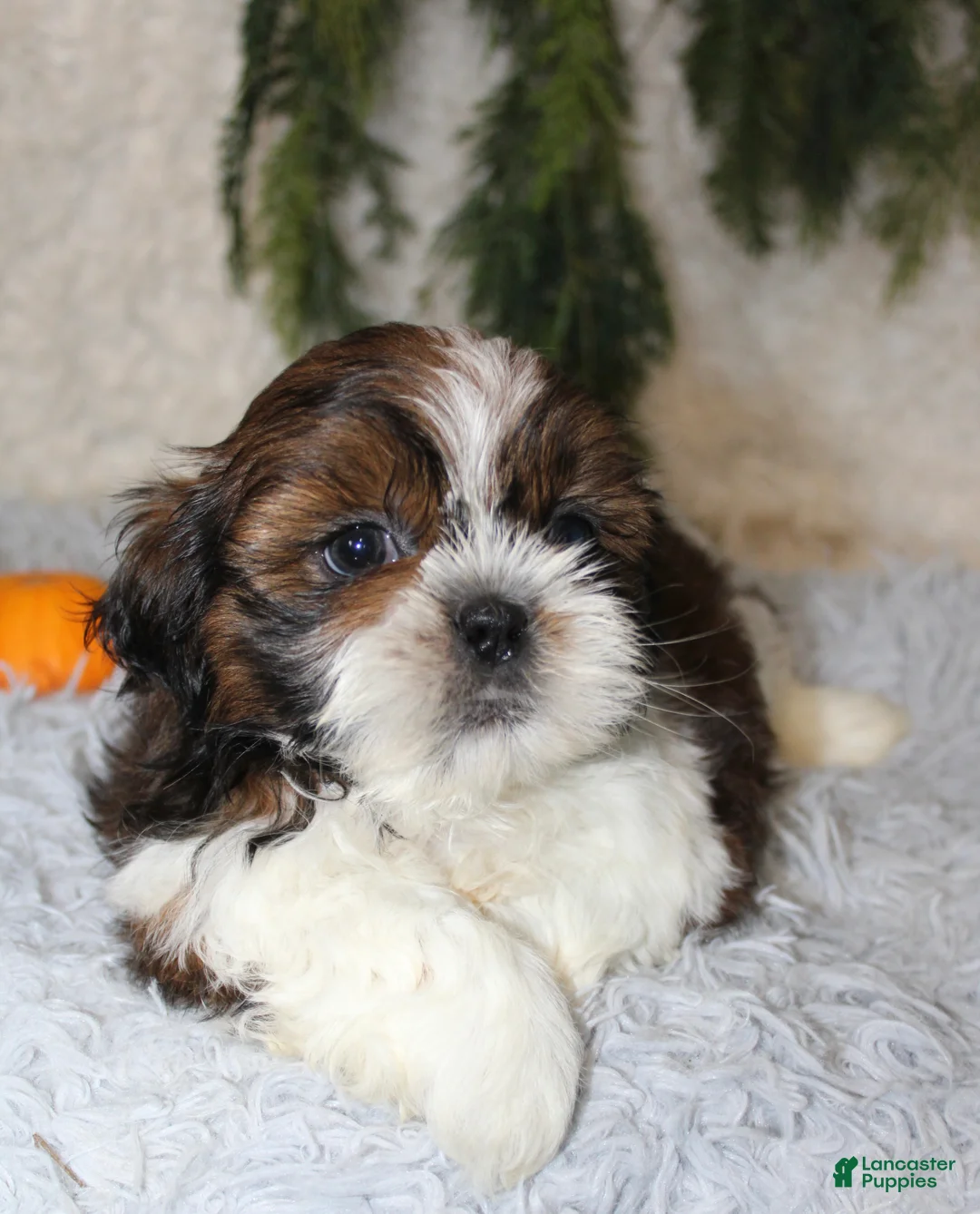 Shih Tzu dogs for sale: Shih Tzu 1 - Ad 2