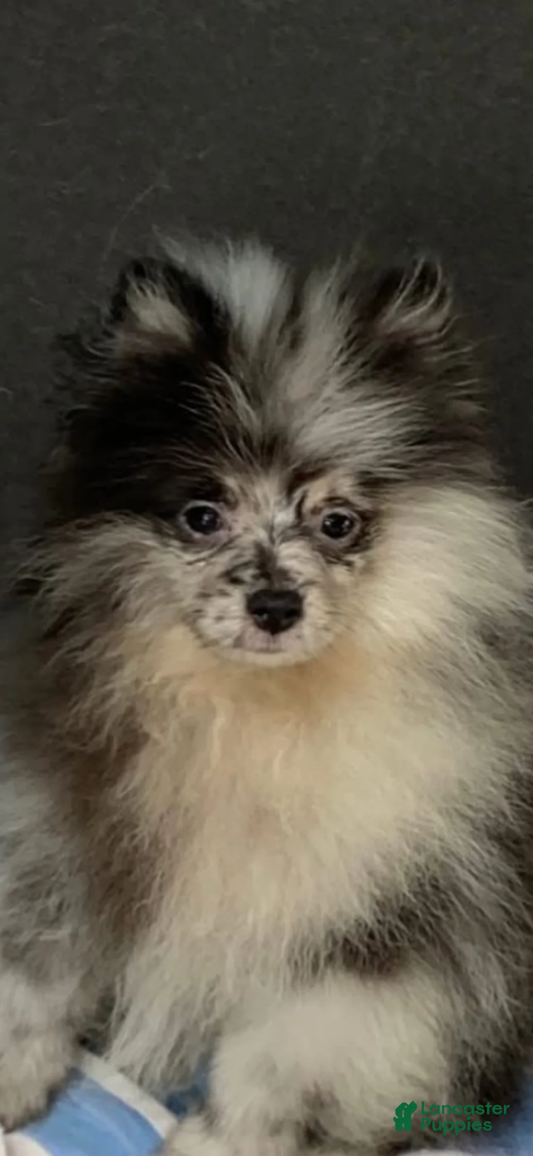 Pomeranian dogs for sale: Pomeranian 1 - Ad 2