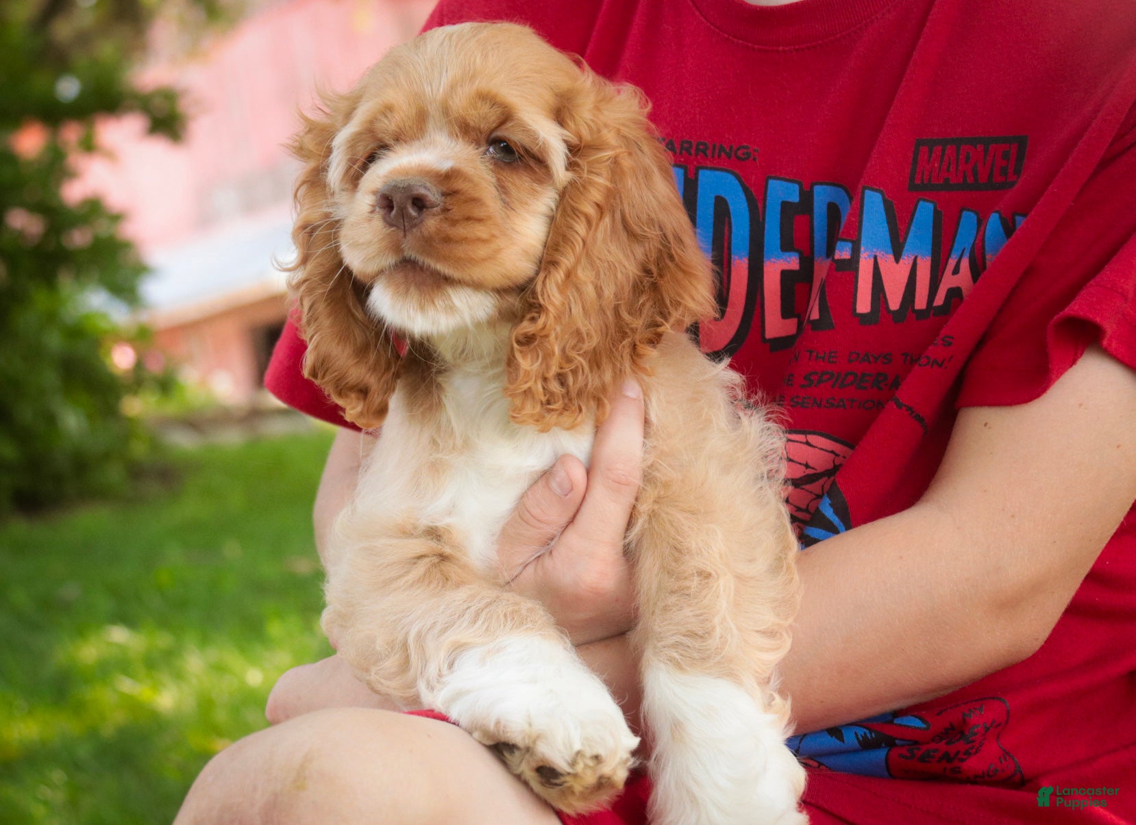Cocker Spaniel dogs Atlas Cocker Spaniel  - Ad 2