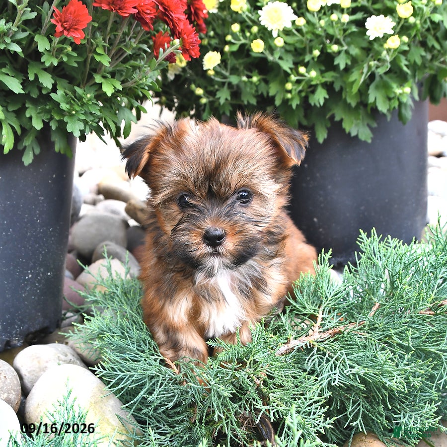 Shorkie dogs Baxter - Ad 2