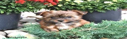 Shorkie dogs for sale: Baxter - Ad 2