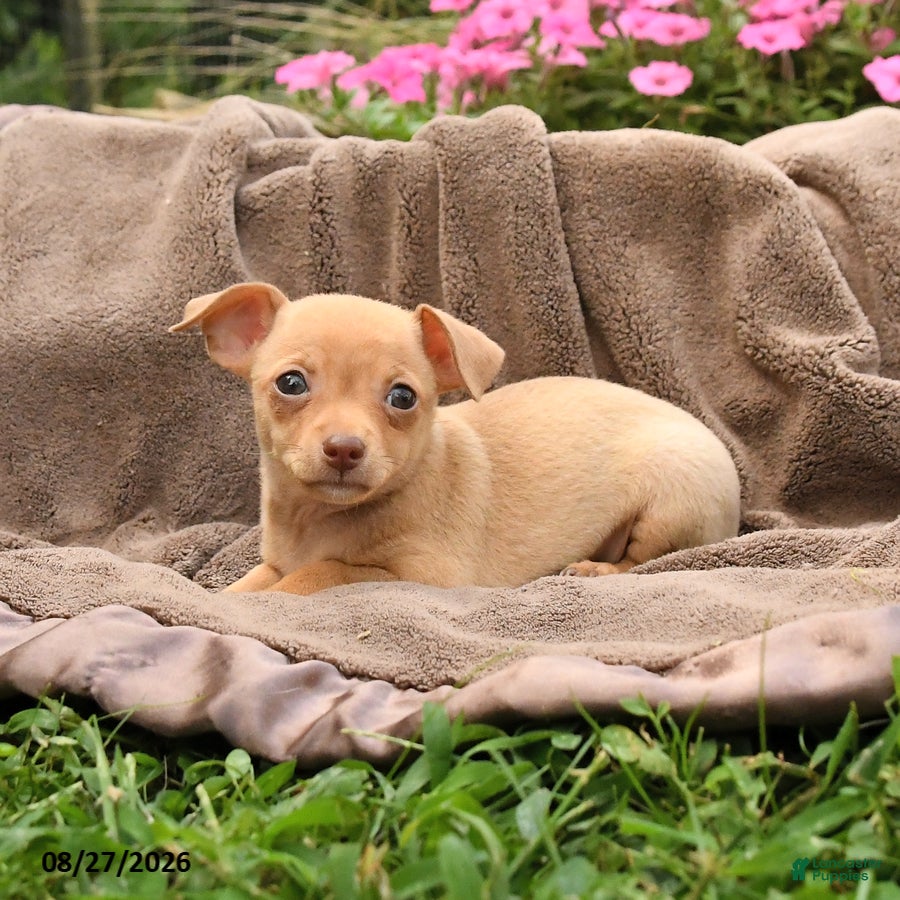Chihuahua dogs Oatmeal - Ad 1
