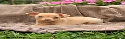 Chihuahua dogs for sale: Oatmeal - Ad 1