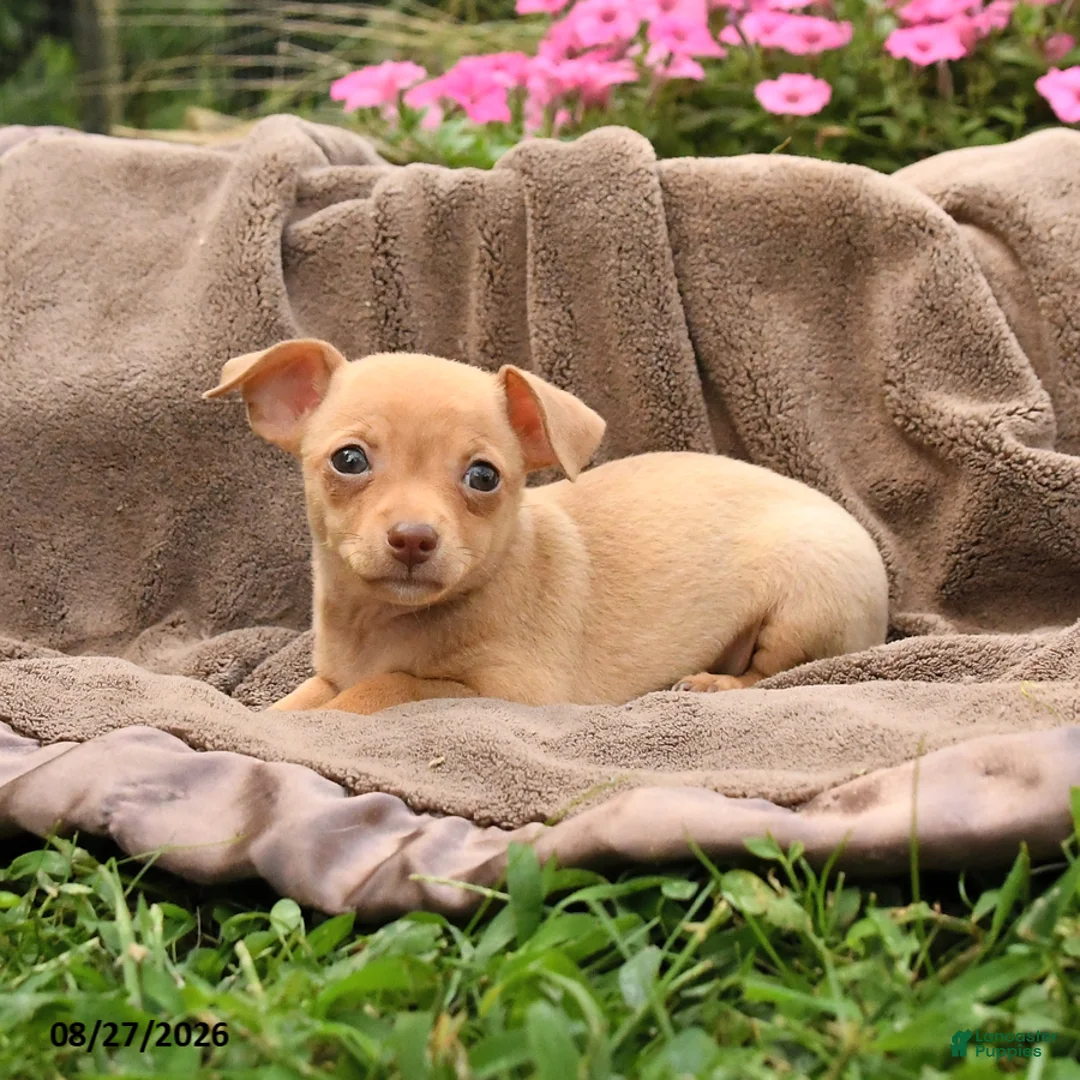 Chihuahua dogs for sale: Oatmeal - Ad 1