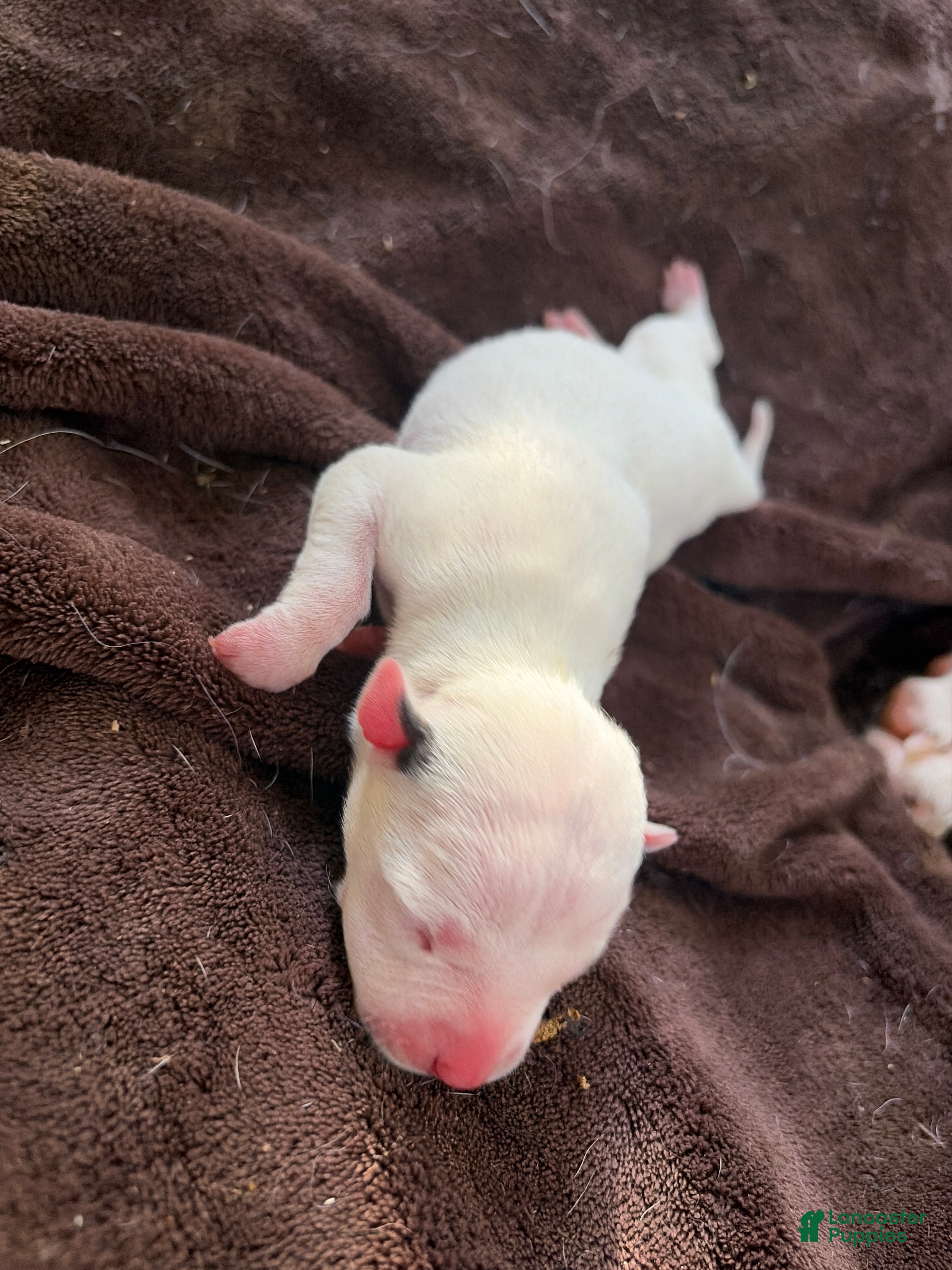 American Pit Bull Terrier dogs American Pit Bull Terrier 5 - Ad 5