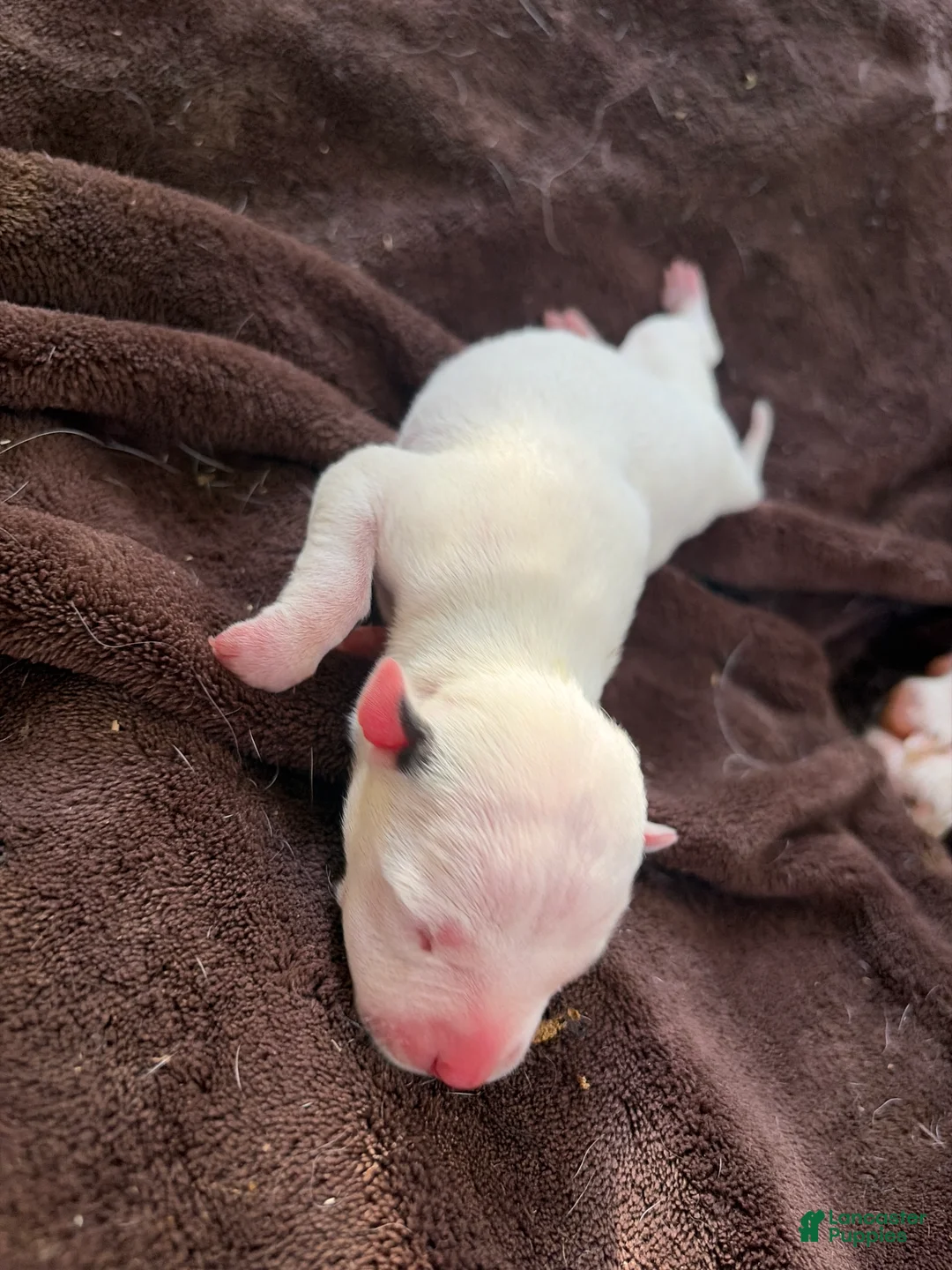 American Pit Bull Terrier dogs for sale: American Pit Bull Terrier 5 - Ad 1