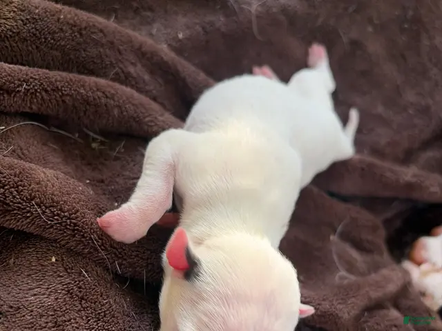 American Pit Bull Terrier dogs for sale: Luna - Ad 14