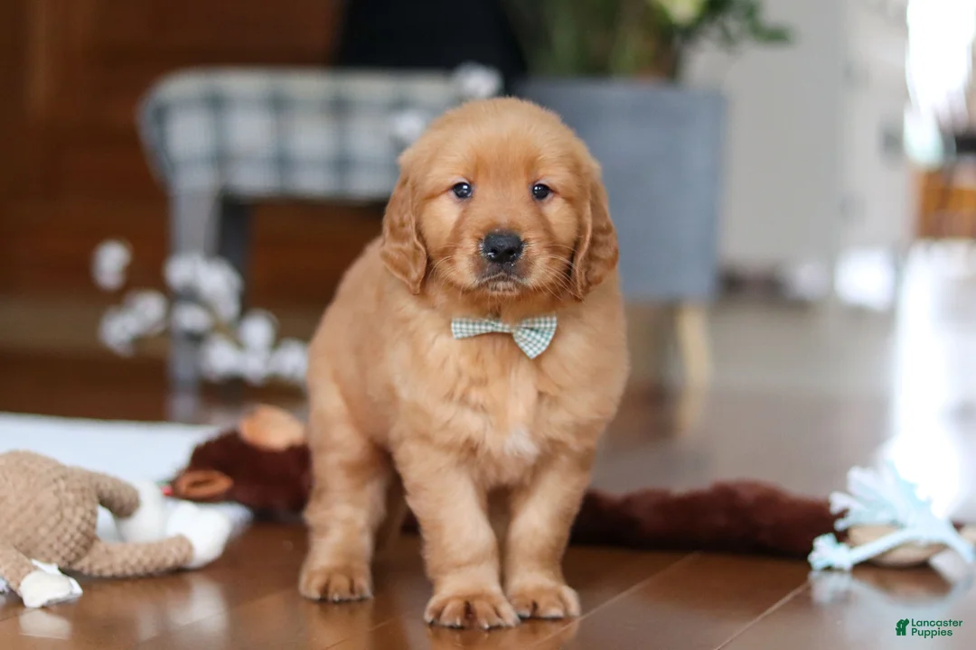 Golden Retriever dogs for sale: King - Ad 7